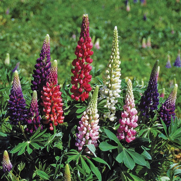 Lupinus polyphyllus Gallery Mix