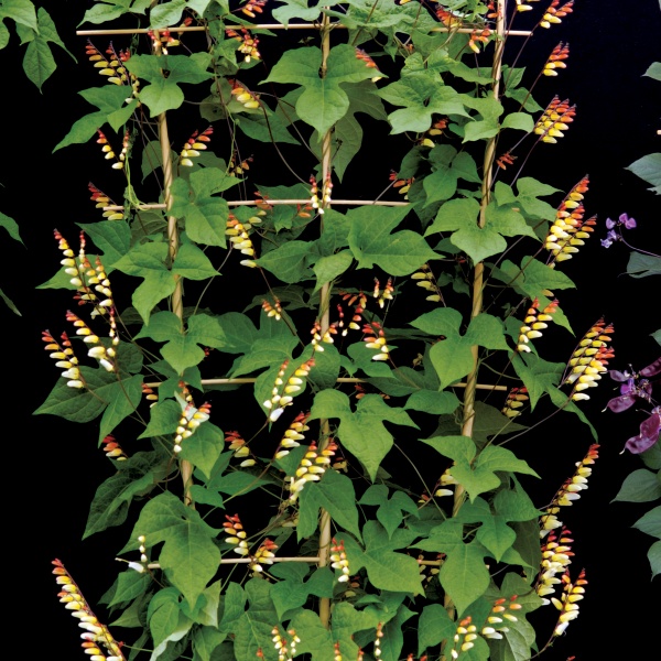 Mina lobata Jungle Queen