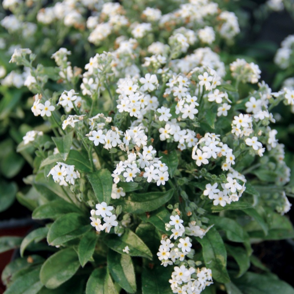 Myosotis sylvatica Savoie White Myosotis sylvatica Savoie White