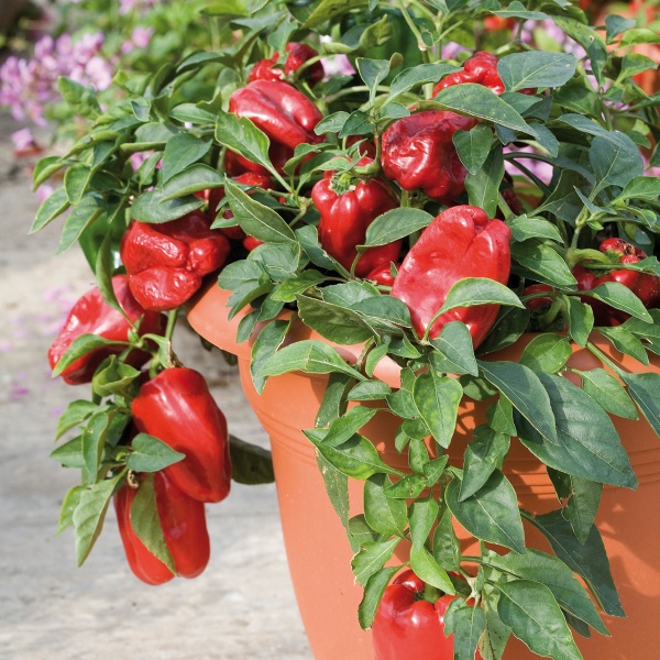 Capsicum annuum Redskin