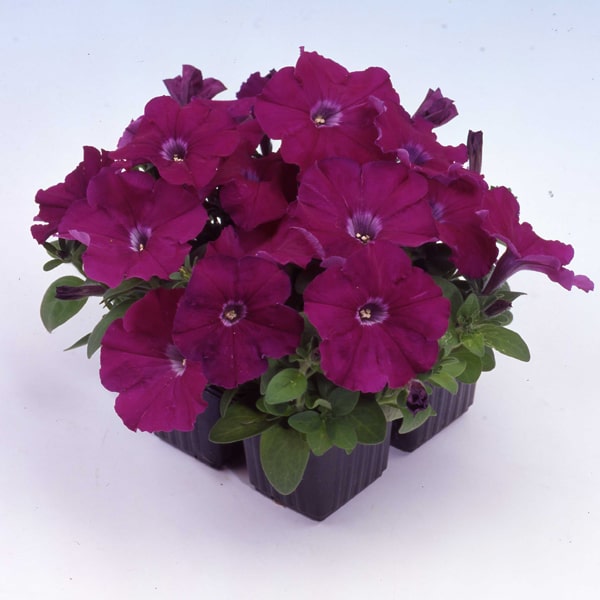Petunia hybrida Mambo Purple