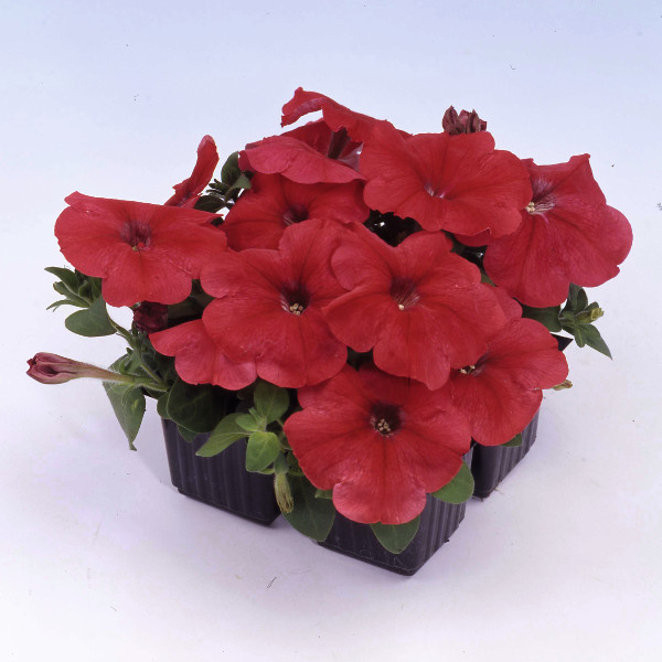 Petunia hybrida Mambo Red