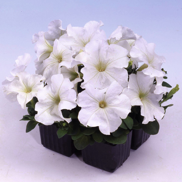 Petunia hybrida Mambo White