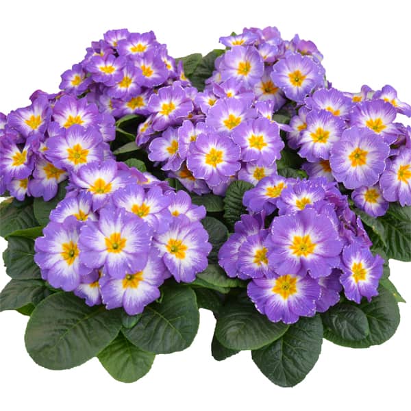 Primula acaulis Starflame Milka Primula acaulis Starflame Milka