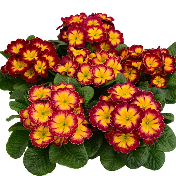 Primula acaulis Starflame Royal Primula acaulis Starflame Royal