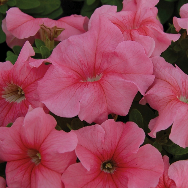 Raes Bloemzaden nv | Petunia hybrida Limra Orchid Vein