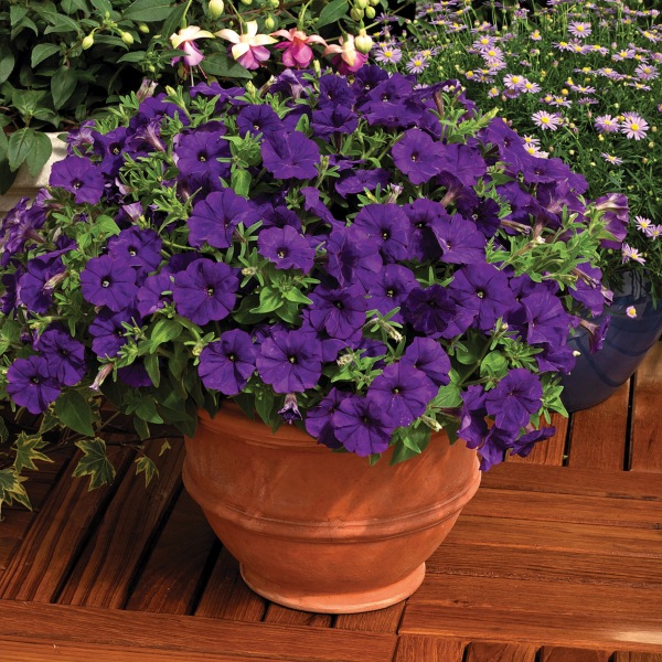 Petunia hybrida Picobella Blue