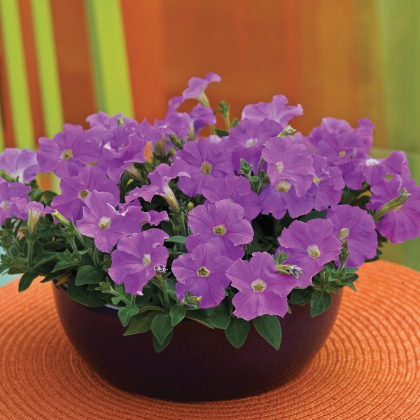 Petunia hybrida Picobella Light Lavender