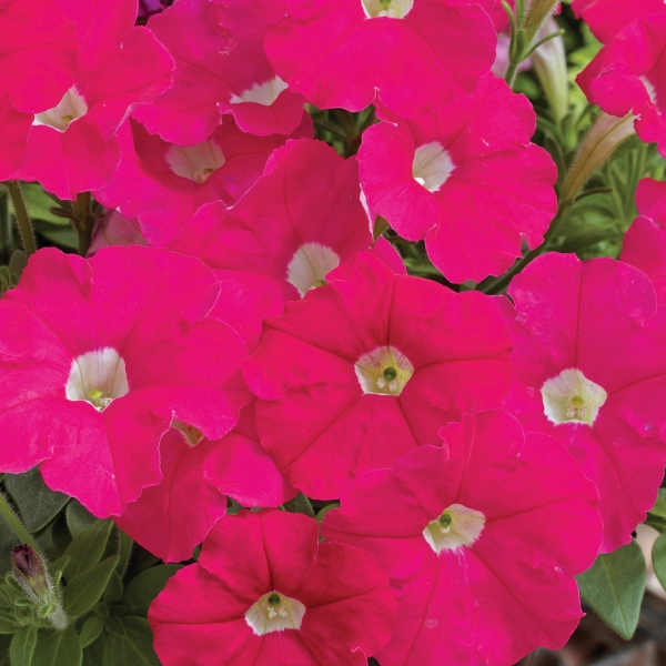 Petunia hybrida Picobella Rose