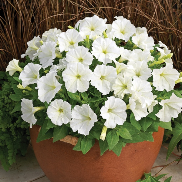 Petunia hybrida Picobella White