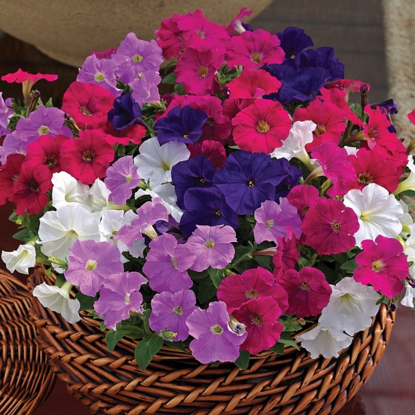 Petunia hybrida Picobella Mix