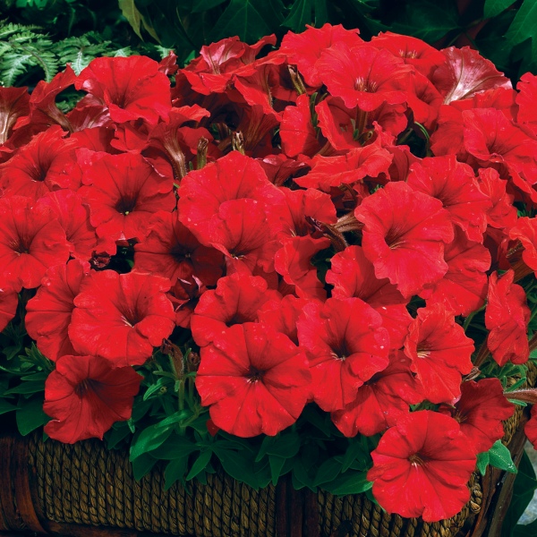 Petunia hybrida Picobella Red