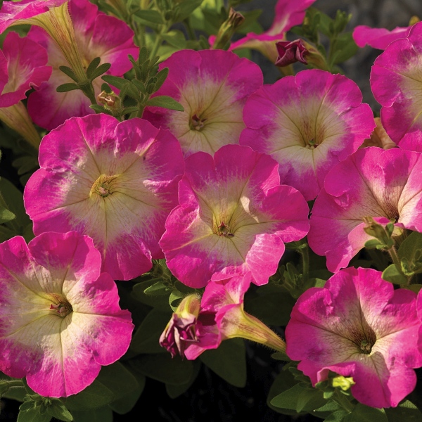 Petunia hybrida Picobella Rose Morn