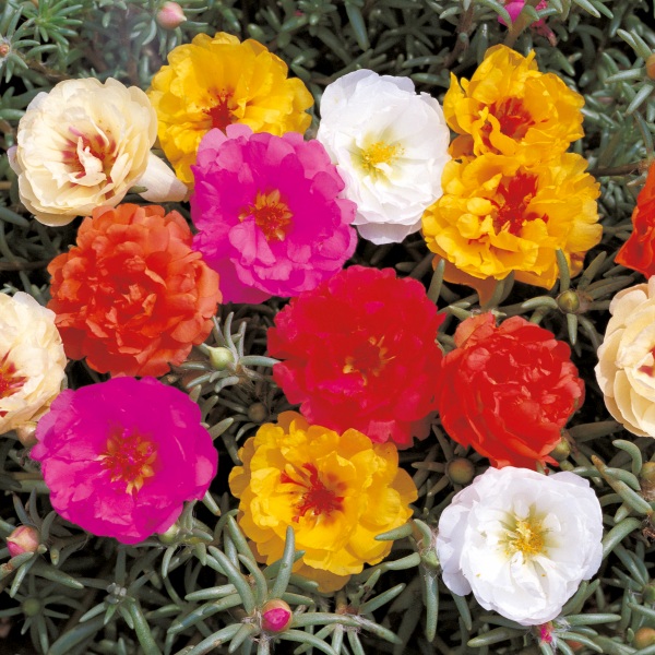 Portulaca grandiflora Morning Sun Mix