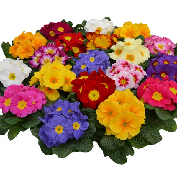 Primula acaulis Rambo Late Mix Primula acaulis Rambo Late Mix