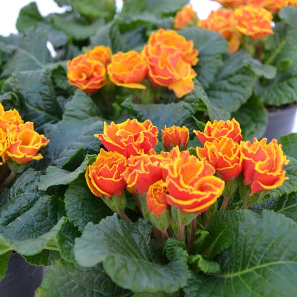 Primula acaulis Flamenco Fire Primula acaulis Flamenco Fire