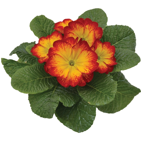 Primula acaulis Evie Red Flame Primula acaulis Evie Red Flame