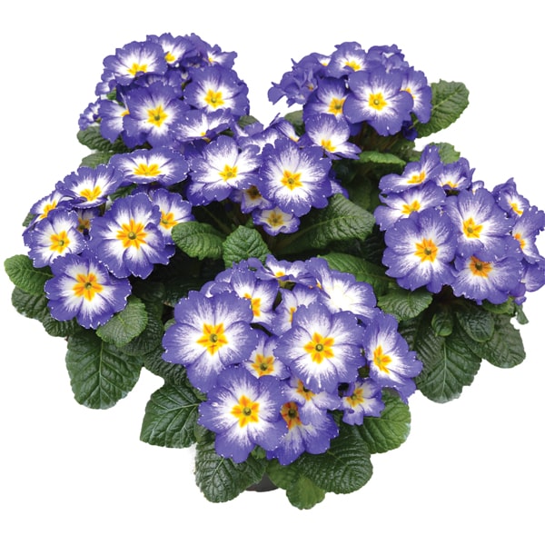 Primula acaulis Starflame Blue Primula acaulis Starflame Blue