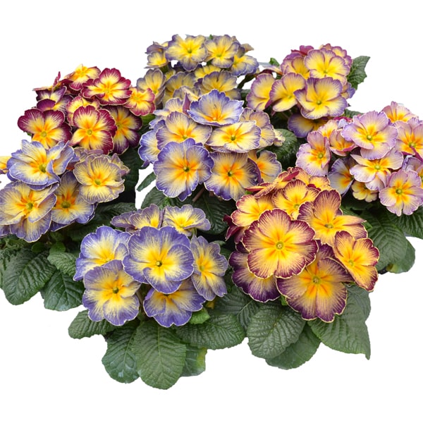 Primula acaulis Starflame Antiques Primula acaulis Starflame Antiques