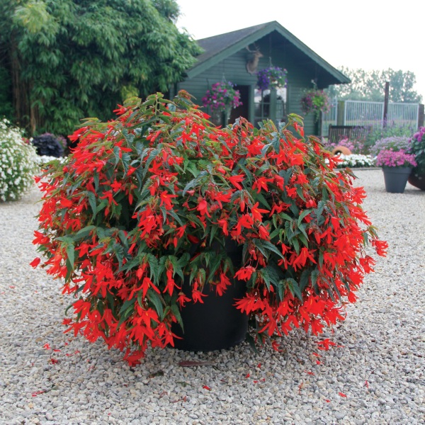 Raes Bloemzaden nv Begonia boliviensis Santa Cruz