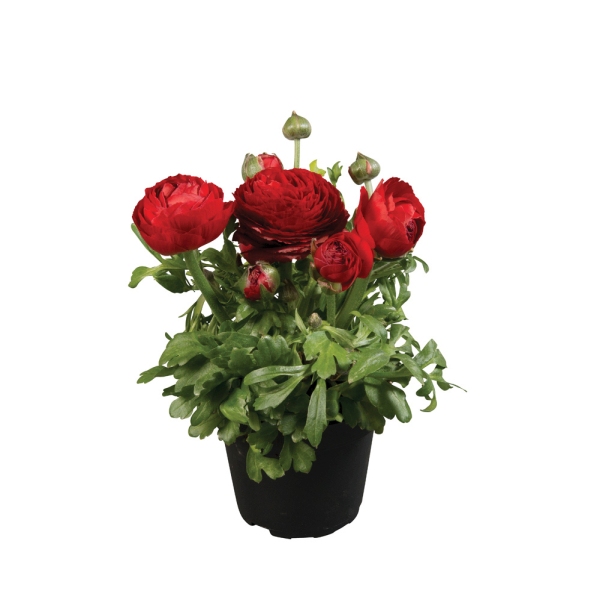Raes Bloemzaden nv | Ranunculus asiaticus Sprinkles Dwarf Red