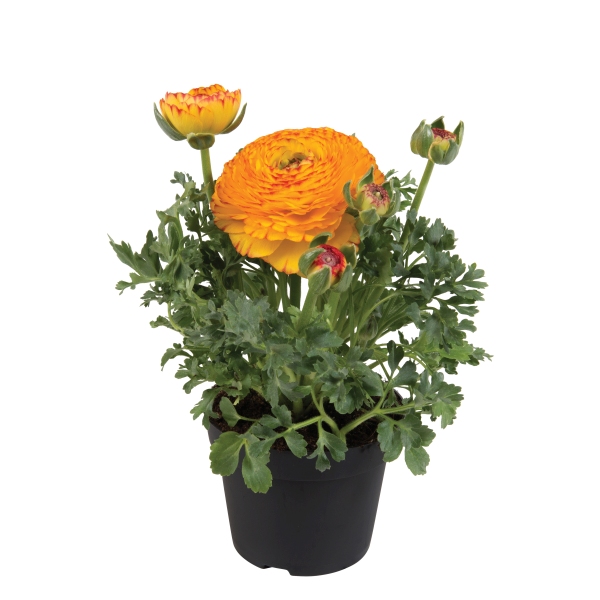 Ranunculus asiaticus Sprinkles Yellow Red Bicolour