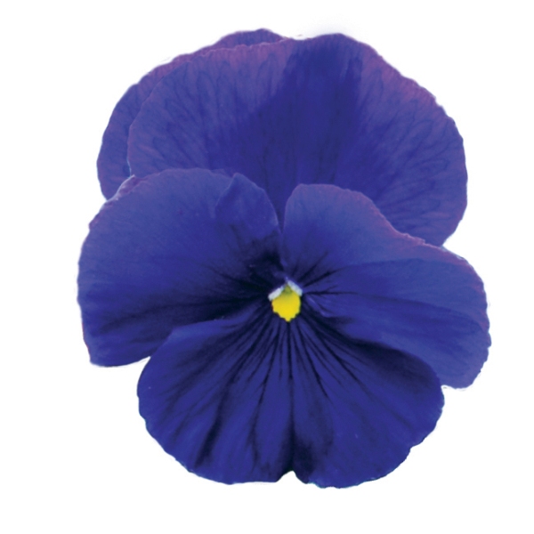 Viola wittrockiana Prim Up Dark Blue