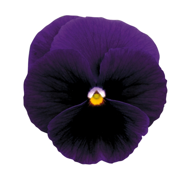 Viola wittrockiana Prim Up Purple