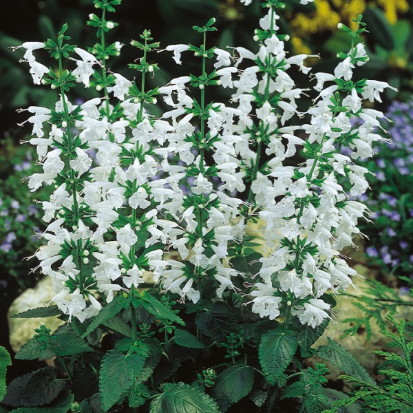 Salvia coccinea Snow Nymphe