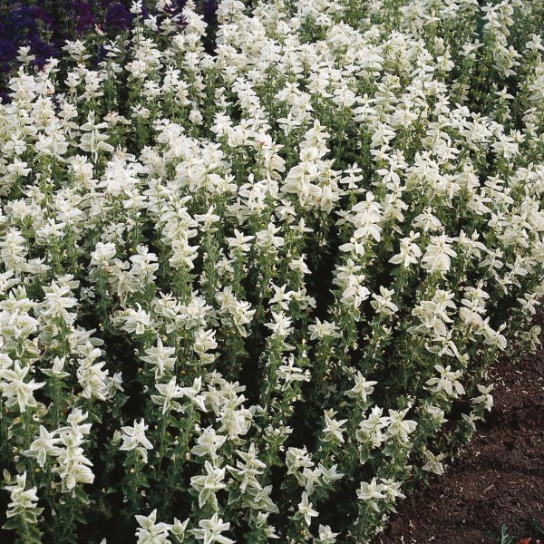 Salvia horminum Superior White