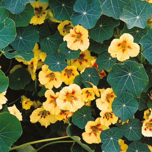 Tropaeolum majus Peach Melba