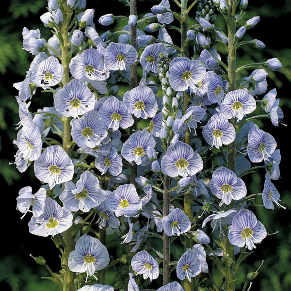 Veronica gentianoides Blue Veronica gentianoides Blue