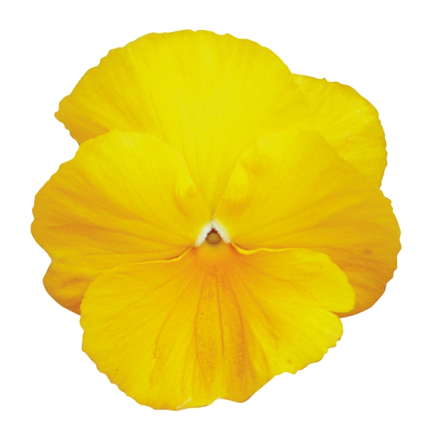 Viola wittrockiana Prim Up Yellow Pure