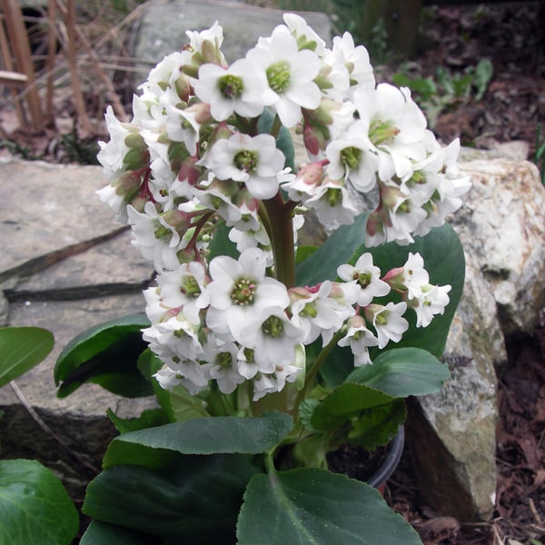 Bergenia cordifolia Bressingham White